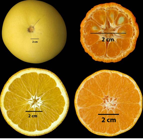 En la parte superior, las especies ancestrales de zamboa (Citrus maxima) y mandarino primitivo (Citrus reticulata). Debajo las especies modernas naranjo navel (Citrus sinensis) y clemenules (Citrus clementina) que se ha usado para la obtención del genoma de alta calidad de los cítricos. / IVIA. 