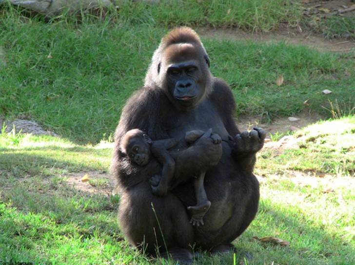 La gorila a quien se le ha secuenciado el genoma, Kamilah, en el Zoo de San Diego, en los Estados Unidos.