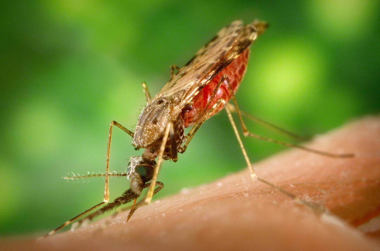 El Anopheles albimanus es un vector de la malaria humana. Imagen: Pennstatelive. 