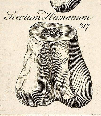 Dibujo de Richard Brookes (1763) del que probablemente fue el primer hueso conocido de dinosaurio, bautizado como 'Scrotum humanum'.  