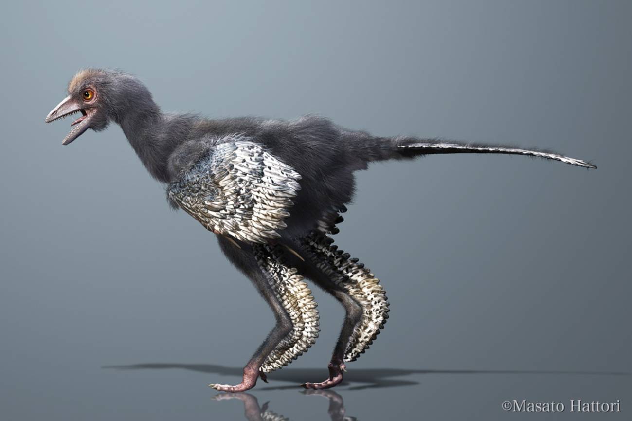 El 'pájaro del amanecer' ilumina la historia de los dinosaurios con plumas