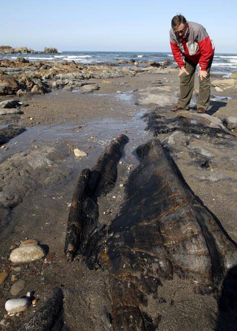 Un hombre observa uno de los restos de ejemplares de árbol de 300 millones de años de antigüedad que han quedado al descubierto en la playa de Arnao. /Efe