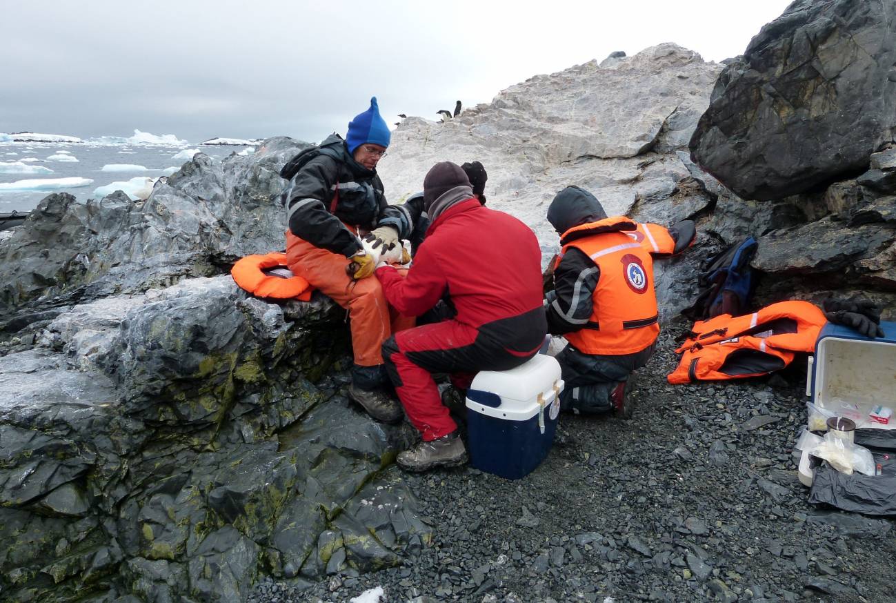 Un grupo de científicos analizando un pingüino en la Isla Kopaitic (Antártida). / Efe