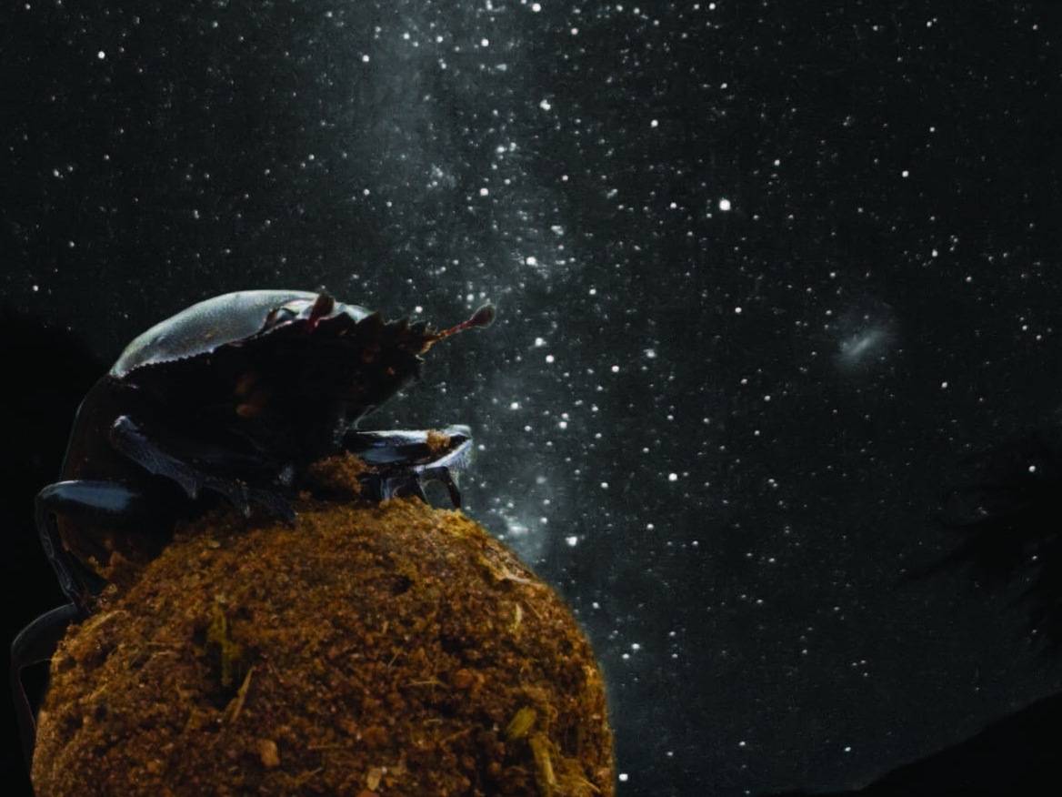 Los escarabajos peloteros crean bolas de estiércol y las transportan en línea recta. Imagen: Emily Baird