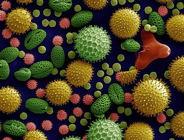 Granos de polen al microscopio electrónico. 