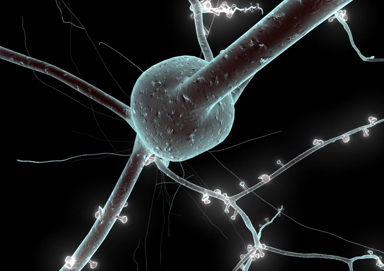 En la imagen, un modelo 3D de neurona reconstruido a partir de datos de laboratorio. Las protuberancias son terminales presinápticas. / EPFL