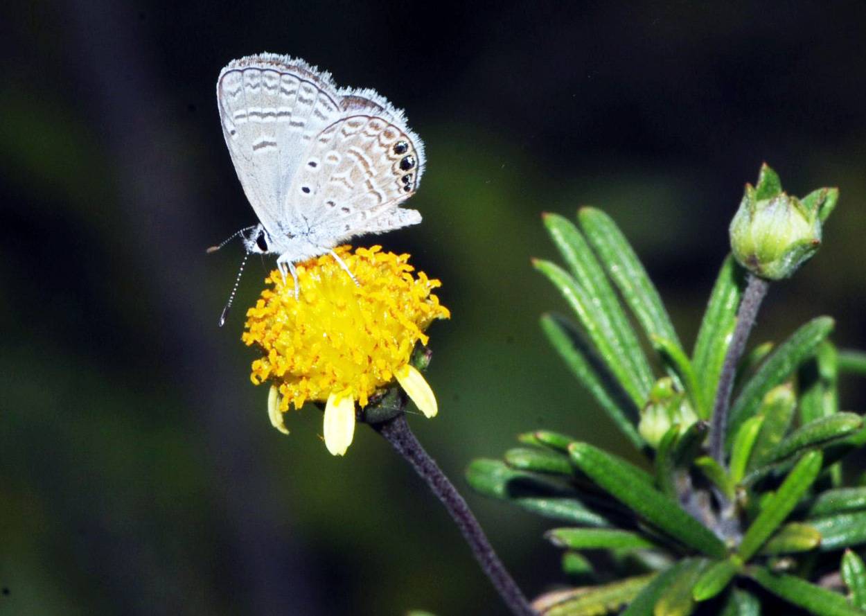 Hemiargus ramon, una mariposa exótica invasora polinizando la Macraea laricifolia, una planta endémica de Galápagos. / Anna Traveset, LINCGlobal