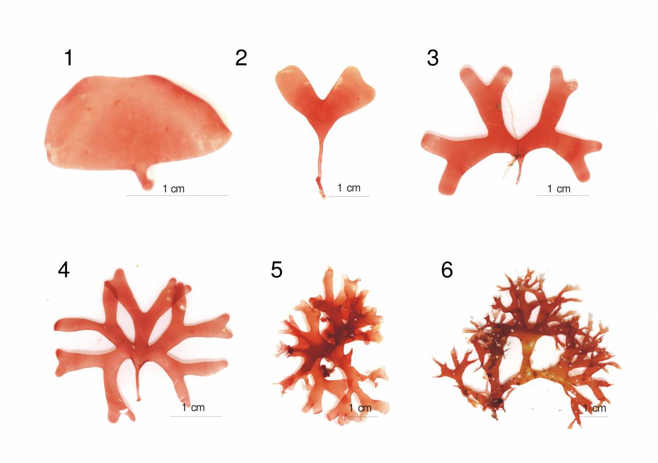 Descubren una nueva alga roja en el Mar Mediterráneo (y II)
