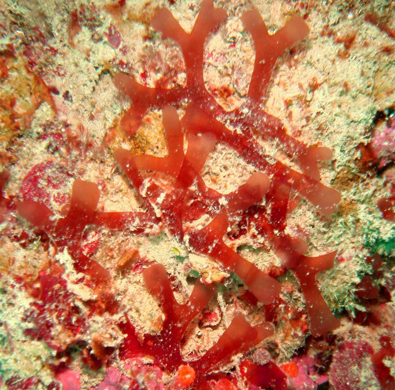 Descubren una nueva alga roja en el Mar Mediterráneo