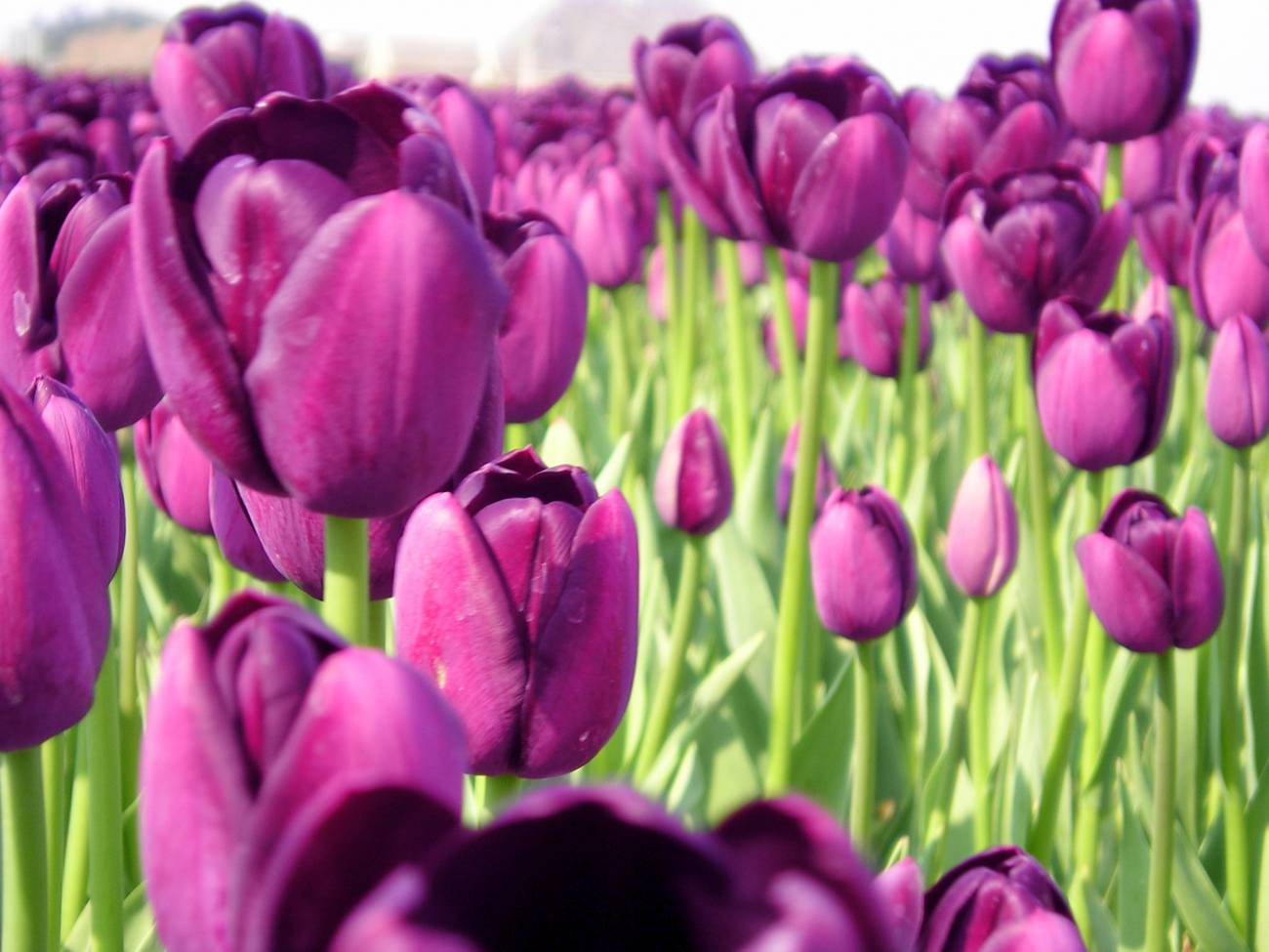 El tulipán entró en Europa por al-Andalus cinco siglos antes de lo que se estimaba