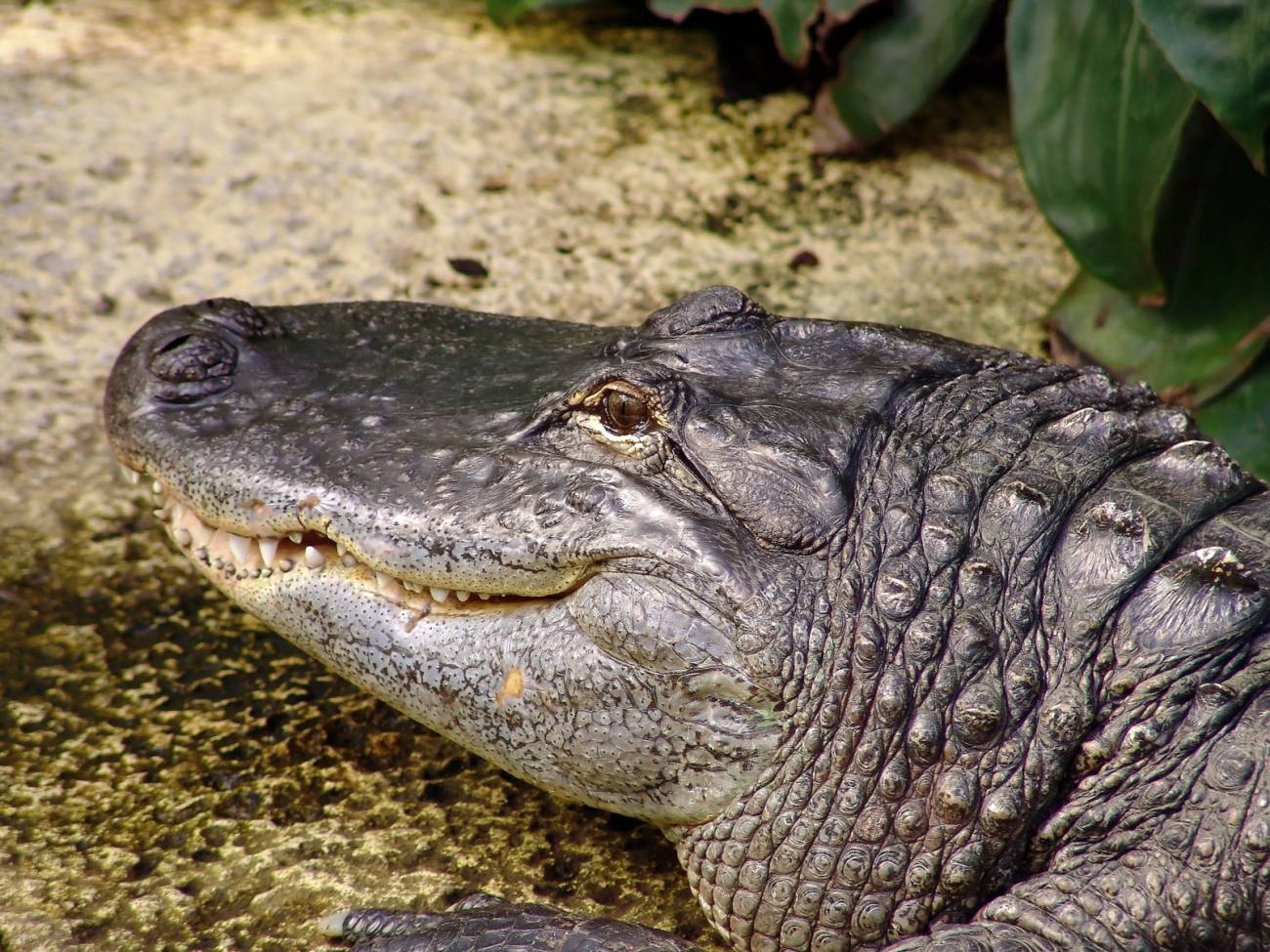 Los aligatores, como los dinosaurios, logran sobrevivir a bajos niveles de oxígeno dilatando sus pulmones