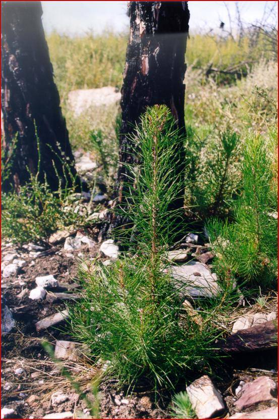 Pinus pinaster 