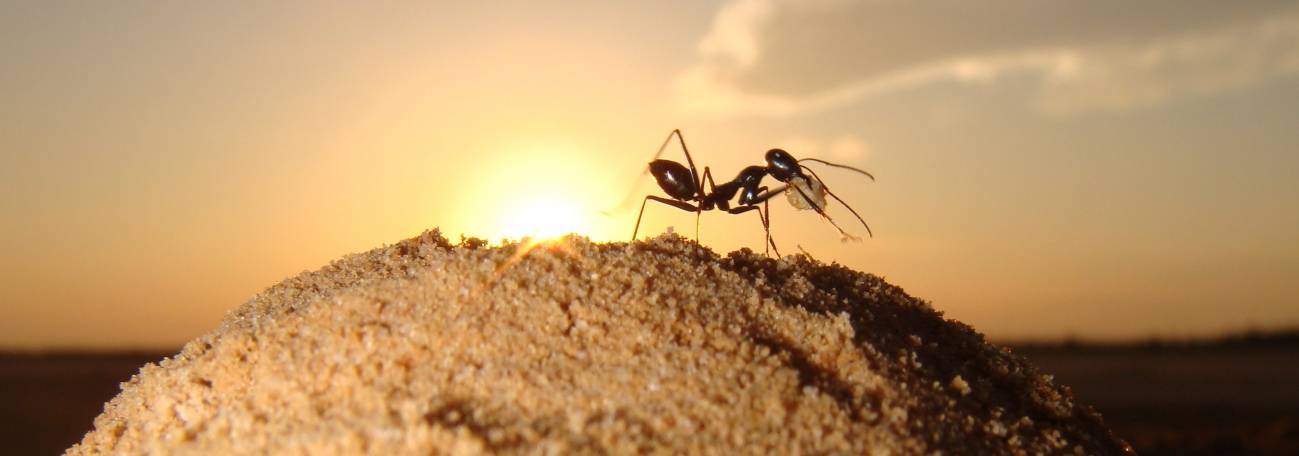 Las hormigas del desierto ‘huelen’ su camino de vuelta a casa