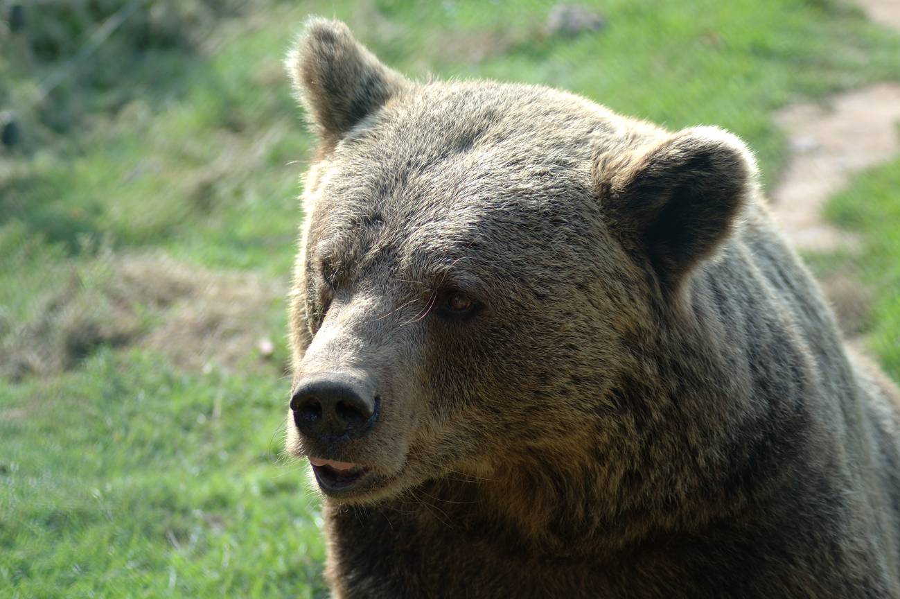 Las dos poblaciones de osos pardos en España están aisladas desde hace 50 años