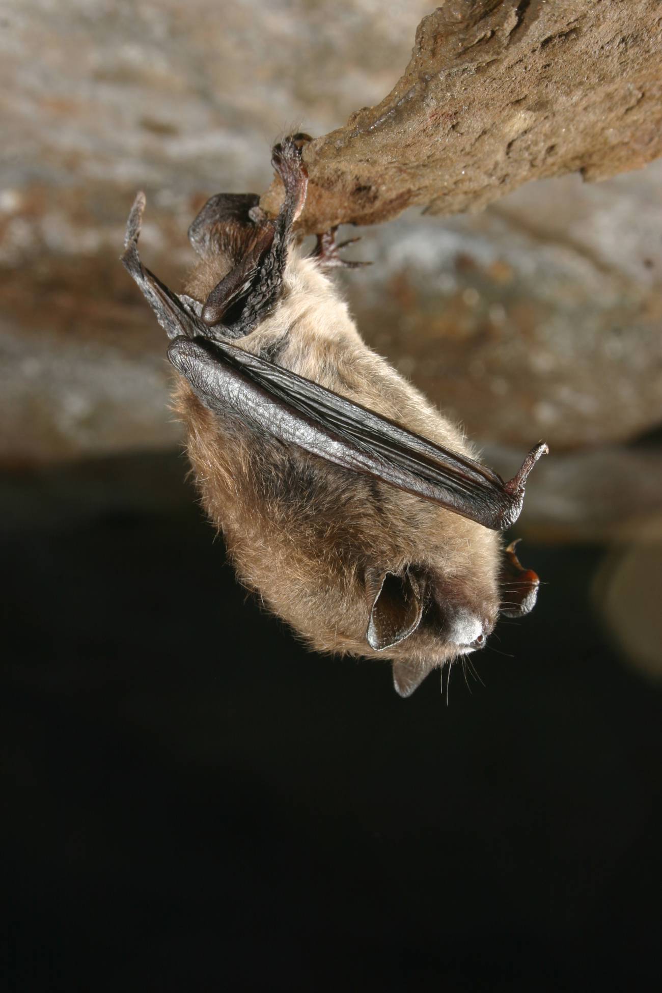 El hongo blanco, posible culpable de la extinción de murciélagos