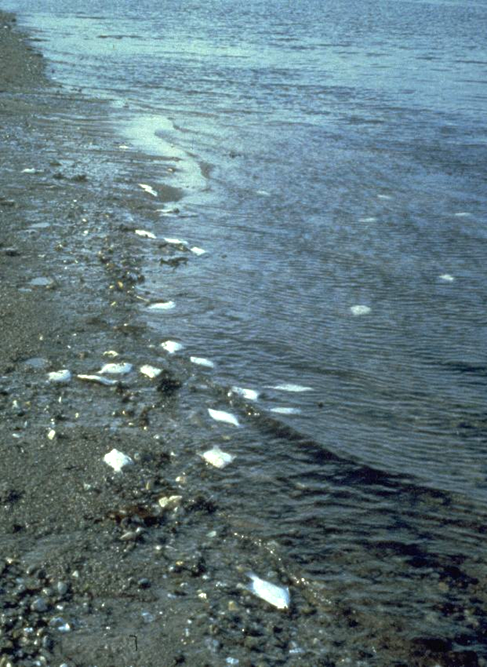 El CSIC halla que el número de zonas costeras ‘muertas’ crece a un ritmo del 5% por año
