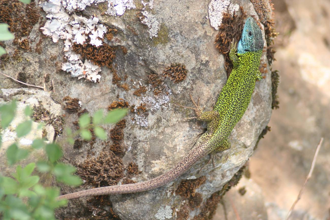 Descubren un nuevo parásito en los lagartos verdinegros de la Península Ibérica