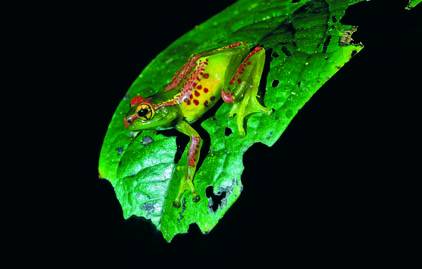 Identifican cerca de 200 nuevas especies de anfibios en Madagascar