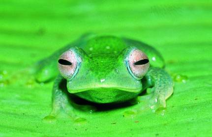 Identifican cerca de 200 nuevas especies de anfibios en Madagascar