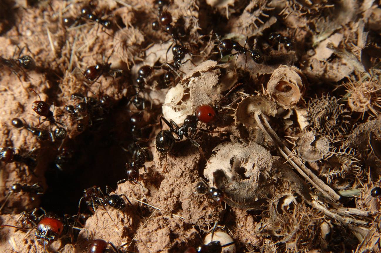 Las hormigas del hemisferio sur ganan en riqueza y diversidad (II)