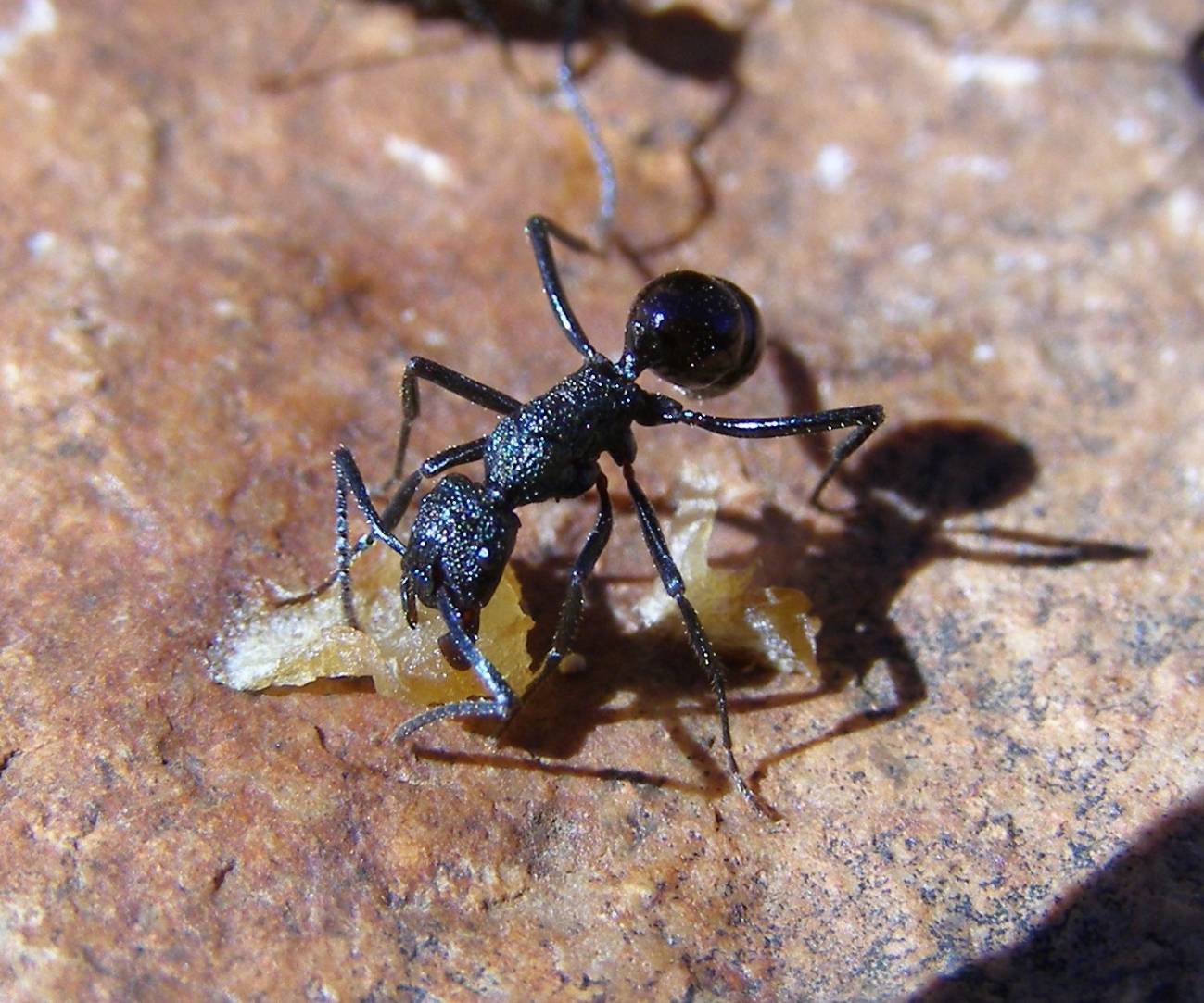 Las hormigas del hemisferio sur ganan en riqueza y diversidad (y III)