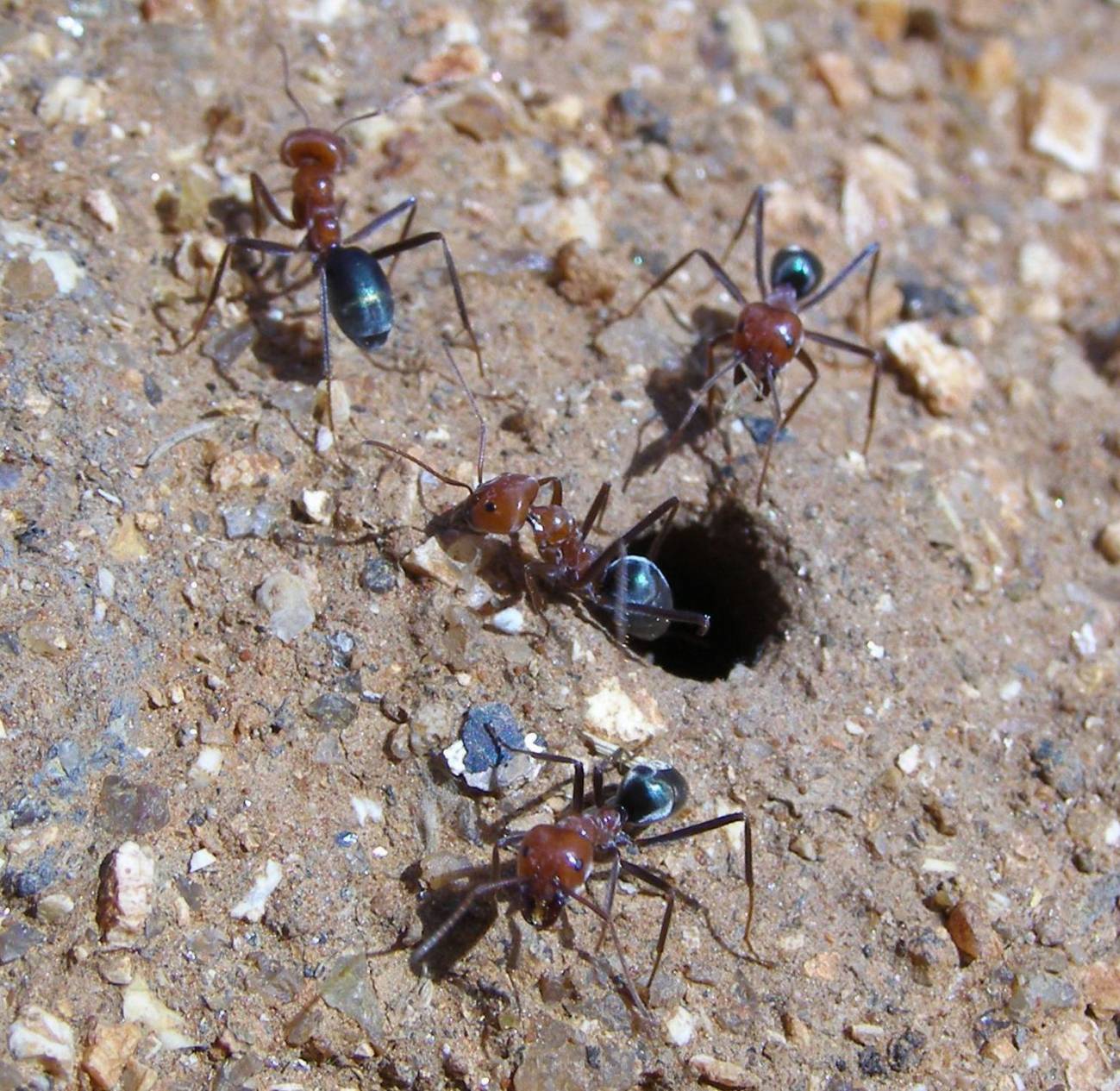 Las hormigas del hemisferio sur ganan en riqueza y diversidad