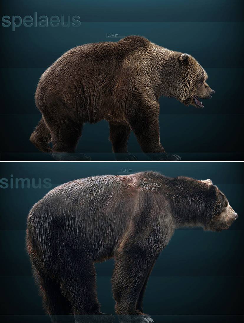 Los osos prehistóricos también comían de todo