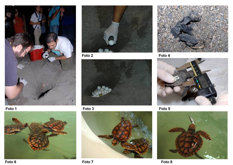 Proyecto de reintroducción de la tortuga boba "caretta caretta" en las costas españolas 