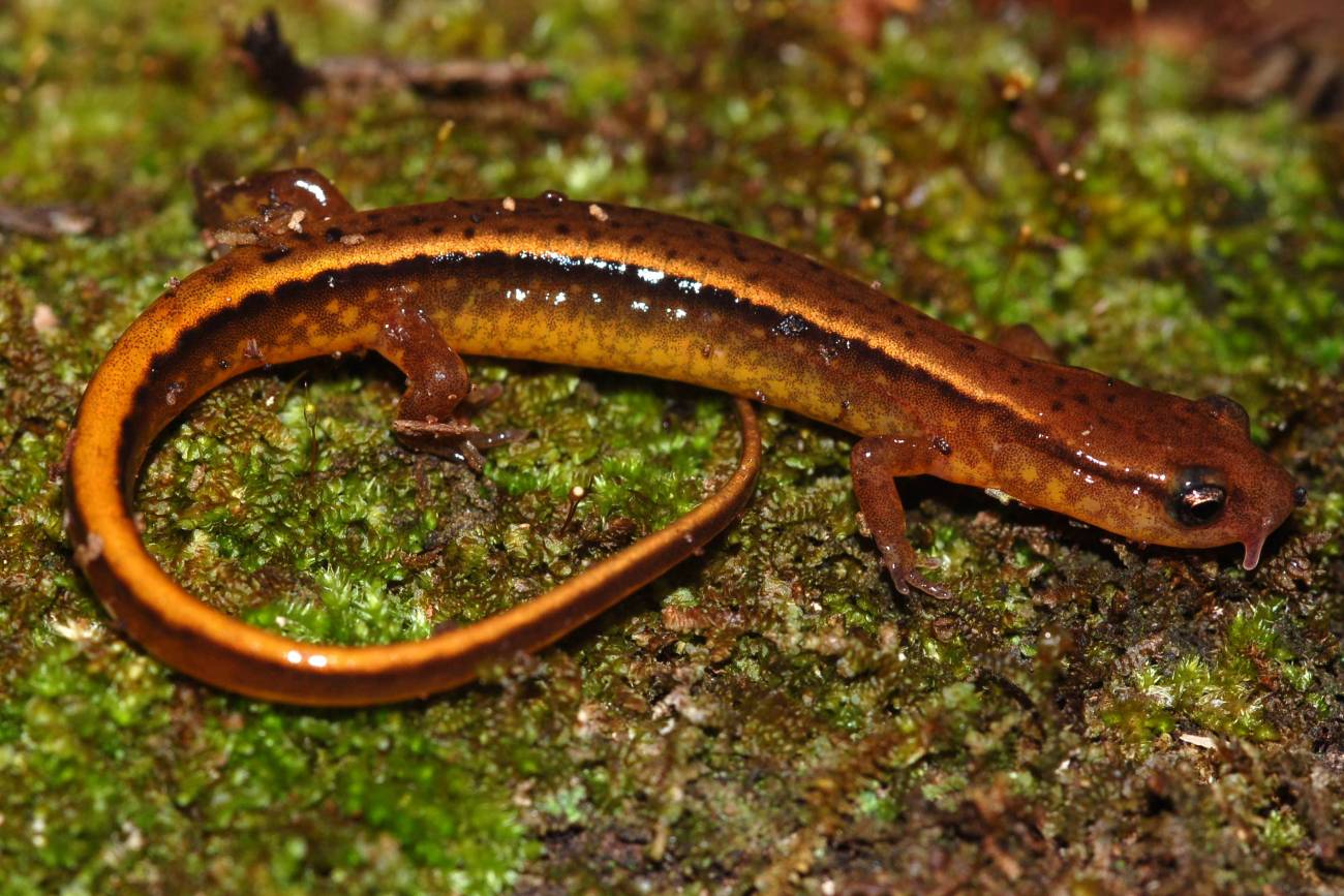 Las salamandras desaparecen en América Central