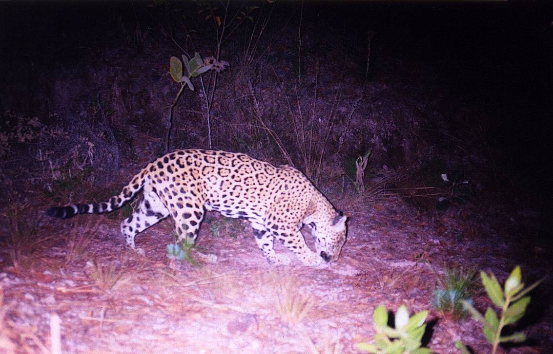 Observan por primera vez en 100 años a un jaguar en el centro de México