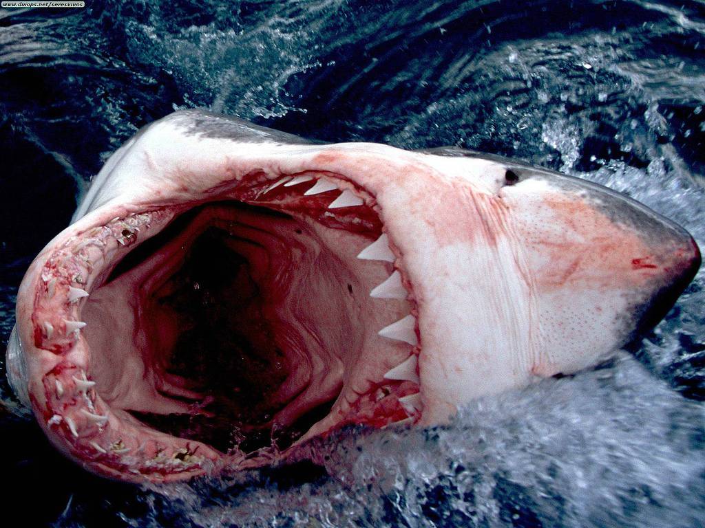 El gran tiburón blanco no procede del gigante Megalodon sino de otra especie de escualo extinta