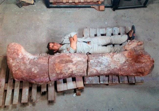 Restos del dinosaurio más grande del planeta hallados hasta ahora en Argentina.EFE / foto cedida por el Museo Egidio Feruglio