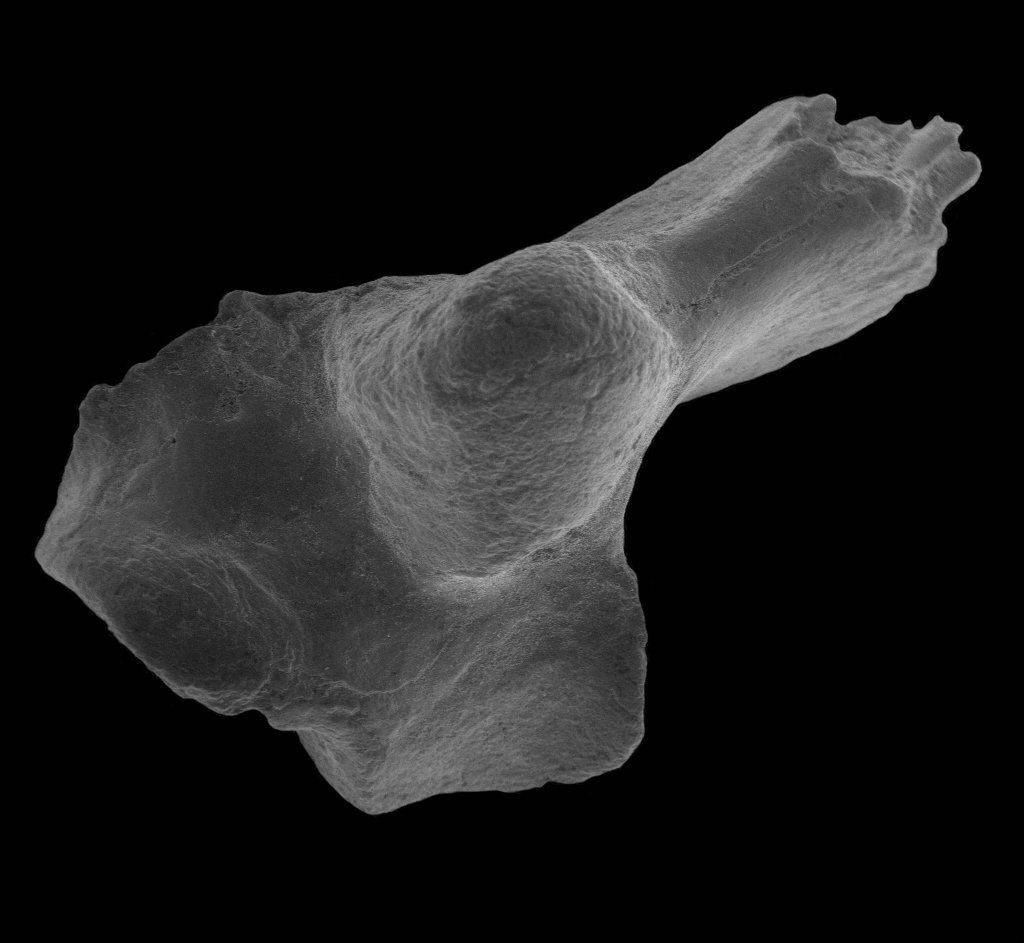 Fotografía facilitada por la Universidad de Nueva Gales del Sur de un fósil de un hueso del tobillo de un marsupial, encontrado en el yacimiento de Tingamarra, en el estado de Queensland. / Efe