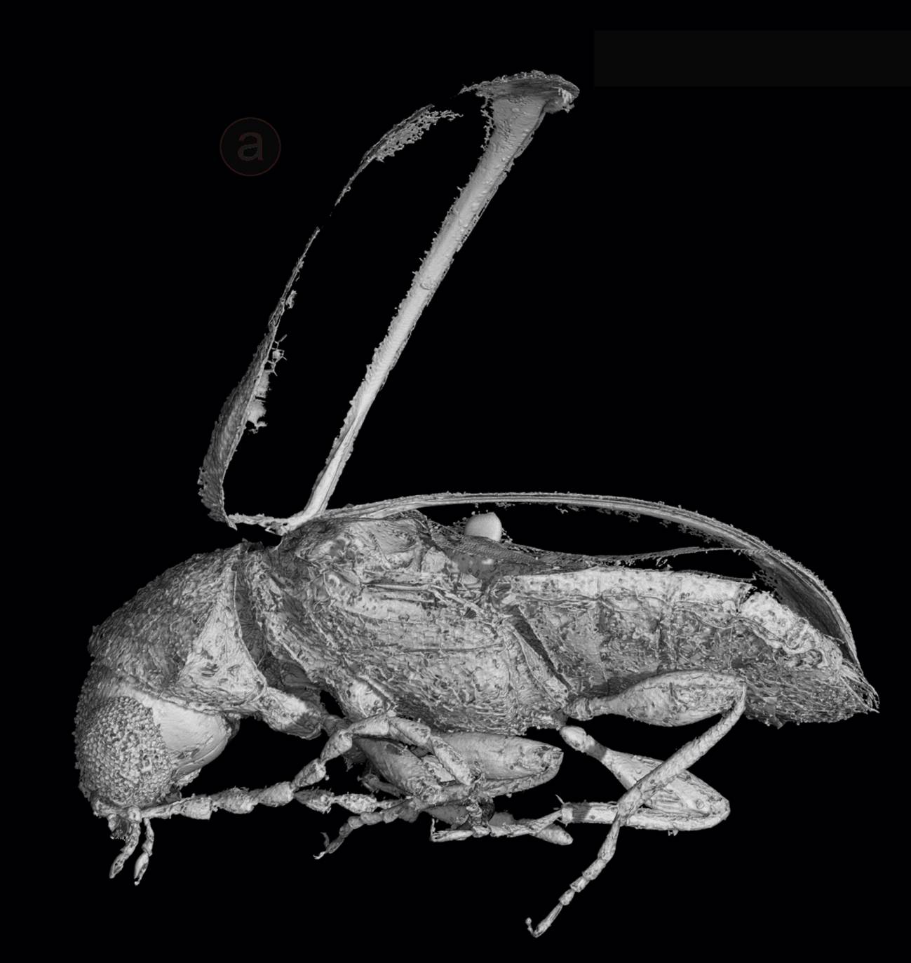 Escarabajo del Cretácico Actenobius magneoculus. / Fundación Dinopolis. 