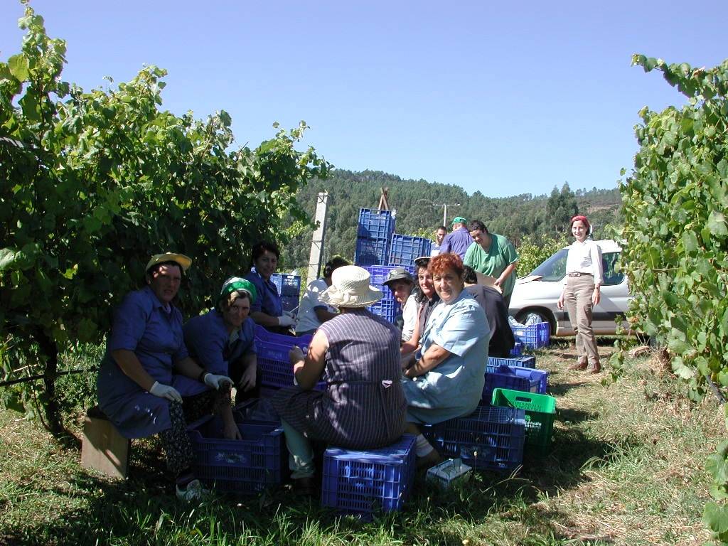 Trabajadores durante la vendimia con el equipo de Carmen Martínez. Imagen: Misión Biológica de Galicia CSIC 