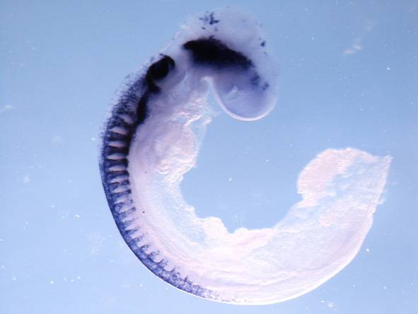 Dos embriones de pollo durante el desarrollo embrionario. En morado destacan las células de cresta neural Imagen: Aixa Morales-CSIC