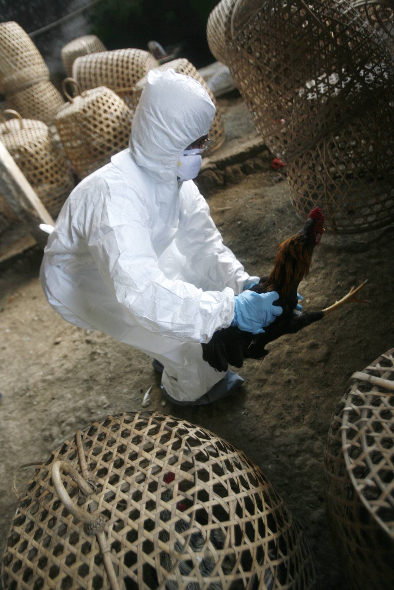 Un trabajador indonesio mata a un pollo que puede ser infectados con el virus H5N1 de la gripe aviaria en Denpasar (Bali), Indonesia, el jueves 26 de abril de 2012. 