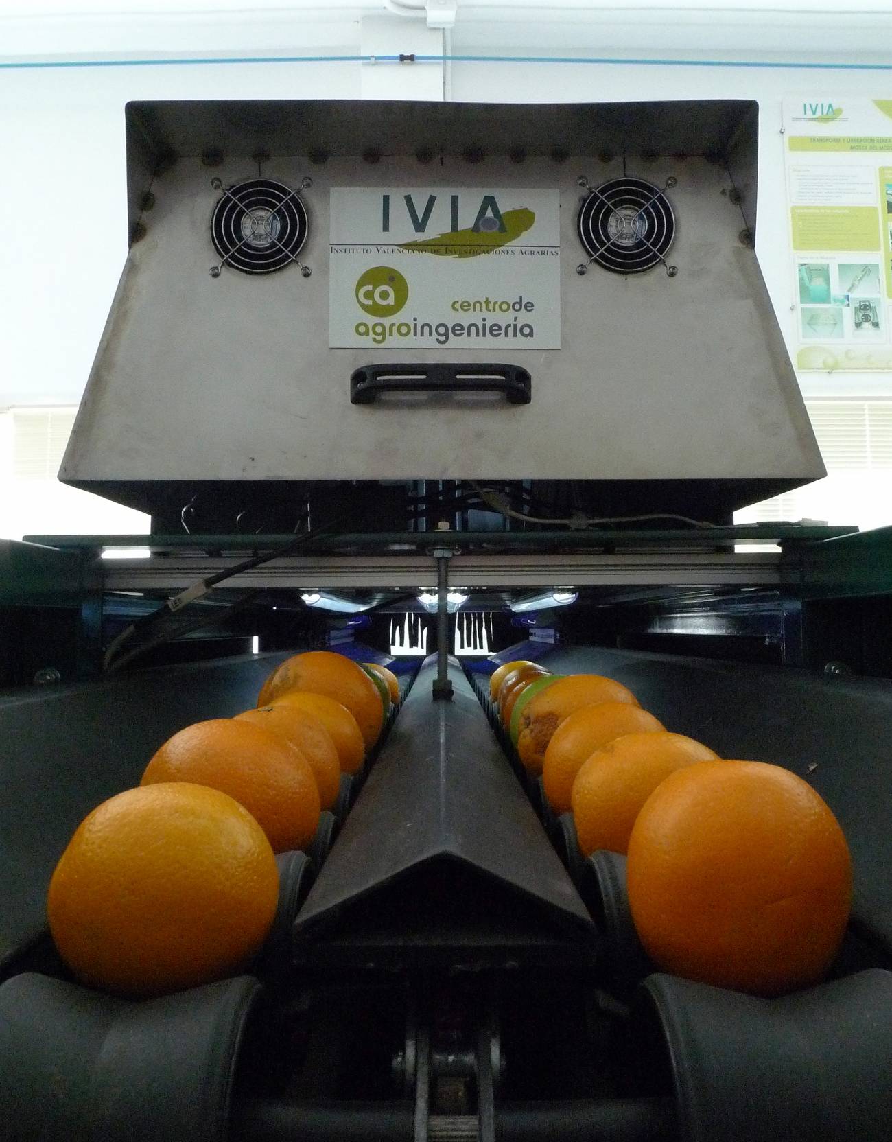 Inspeccionan naranjas y mandarinas con visión artificial