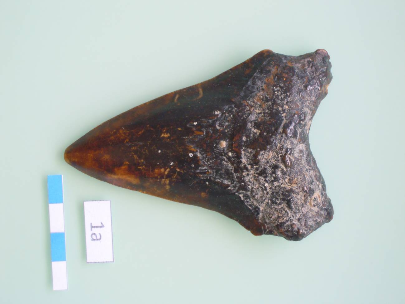 Uno de los dientes fósiles hallados en Canarias / IEO.
