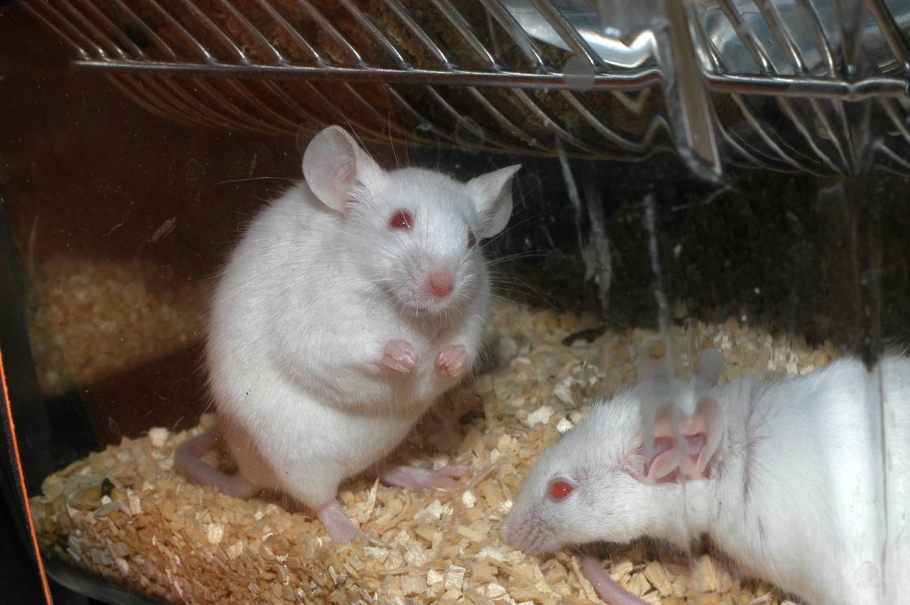 Los ratones deficientes en Polμ presentan una mayor capacidad de aprendizaje asociativo a edades avanzadas, así como una mayor potenciación de los circuitos neuronales corticales. Imagen: CSIC. 