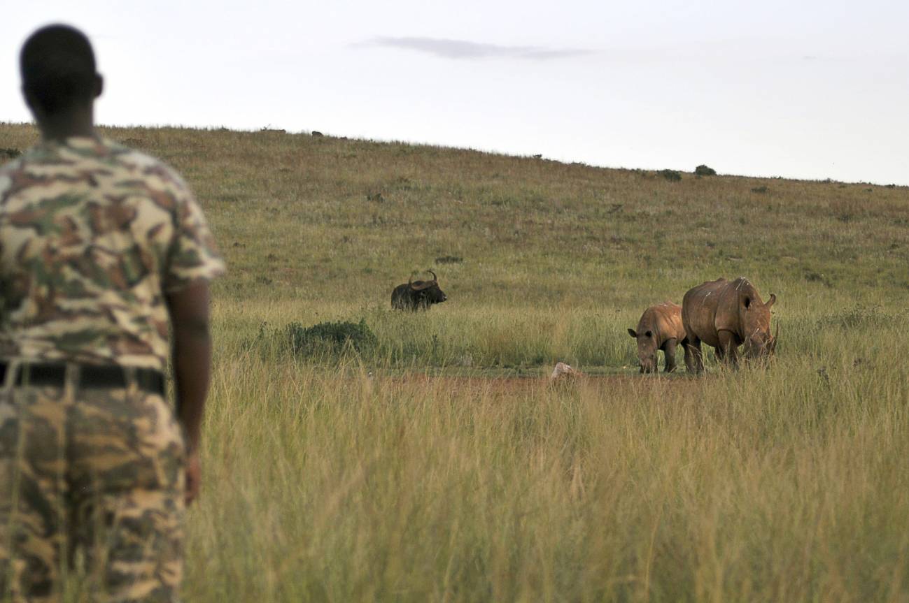 En la imagen, un guardia del Parque de Rinocerontes y Leones, a las afueras de Johannesburgo, vigila a un rinoceronte y su cría. Cada animal tiene un guardaespaldas en esta reserva privada para evitar su caza por los furtivos.