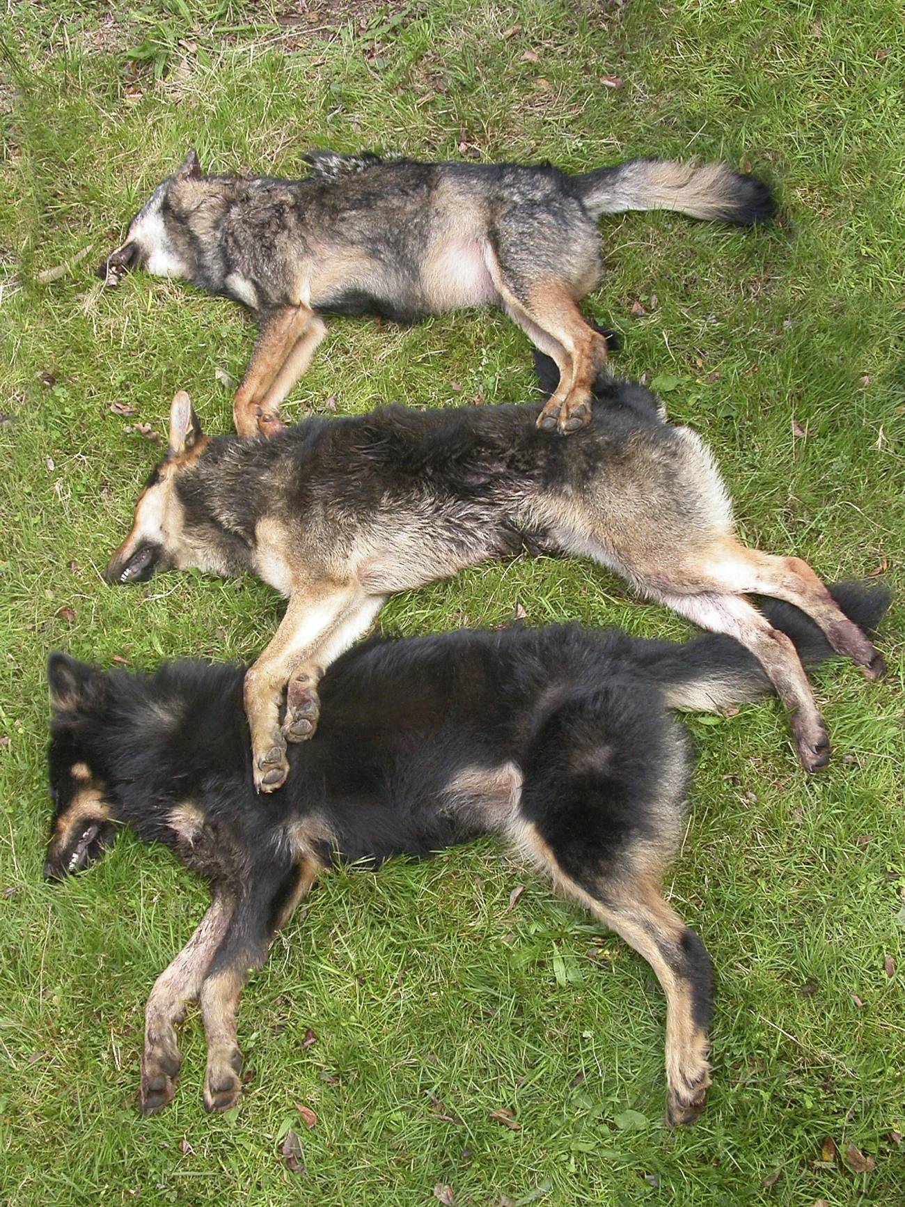 En la fotografía, un lobo puro (arriba) y dos híbridos sacrificados en Penouta (Asturias). 