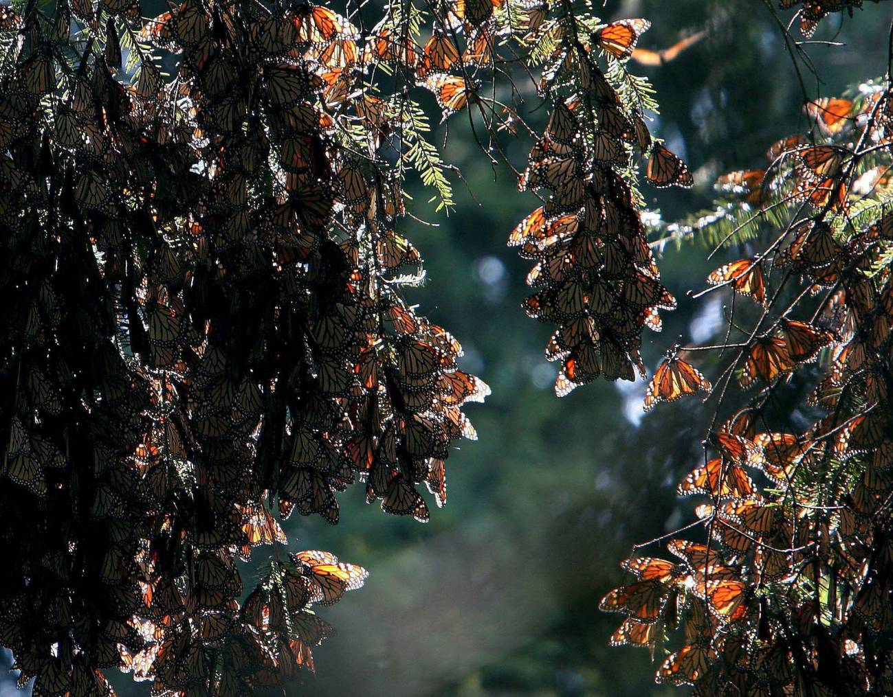 Mariposas Monarca en Michoacán (México). / Efe