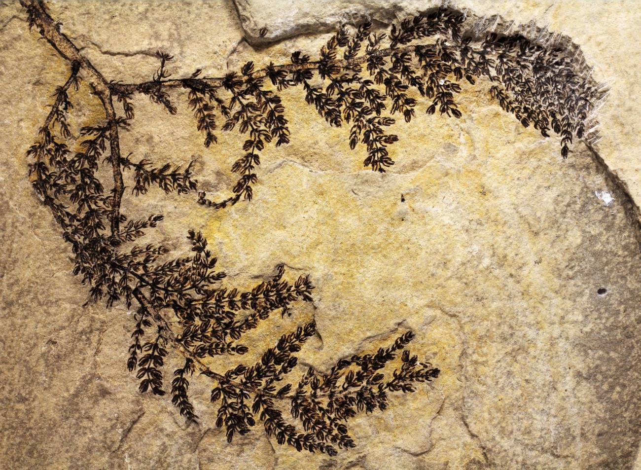 Espécimen intacto y completo del fósil de Montsechia vidalii. Los fragmentos que se suelen encontrar son pequeños y parciales. / David Dilcher