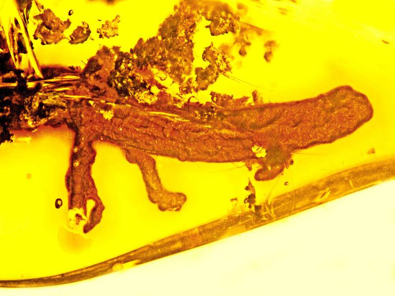 Este es el único fósil de salamandra preservado en ámbar que se conoce. Se encontró en la República Dominicana, donde en la actualidad no existen salamandras. / George Poinar, Jr., courtesy of Oregon State University
