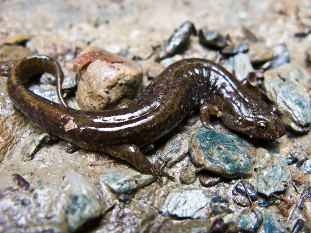 Northern Dusky Salamandra