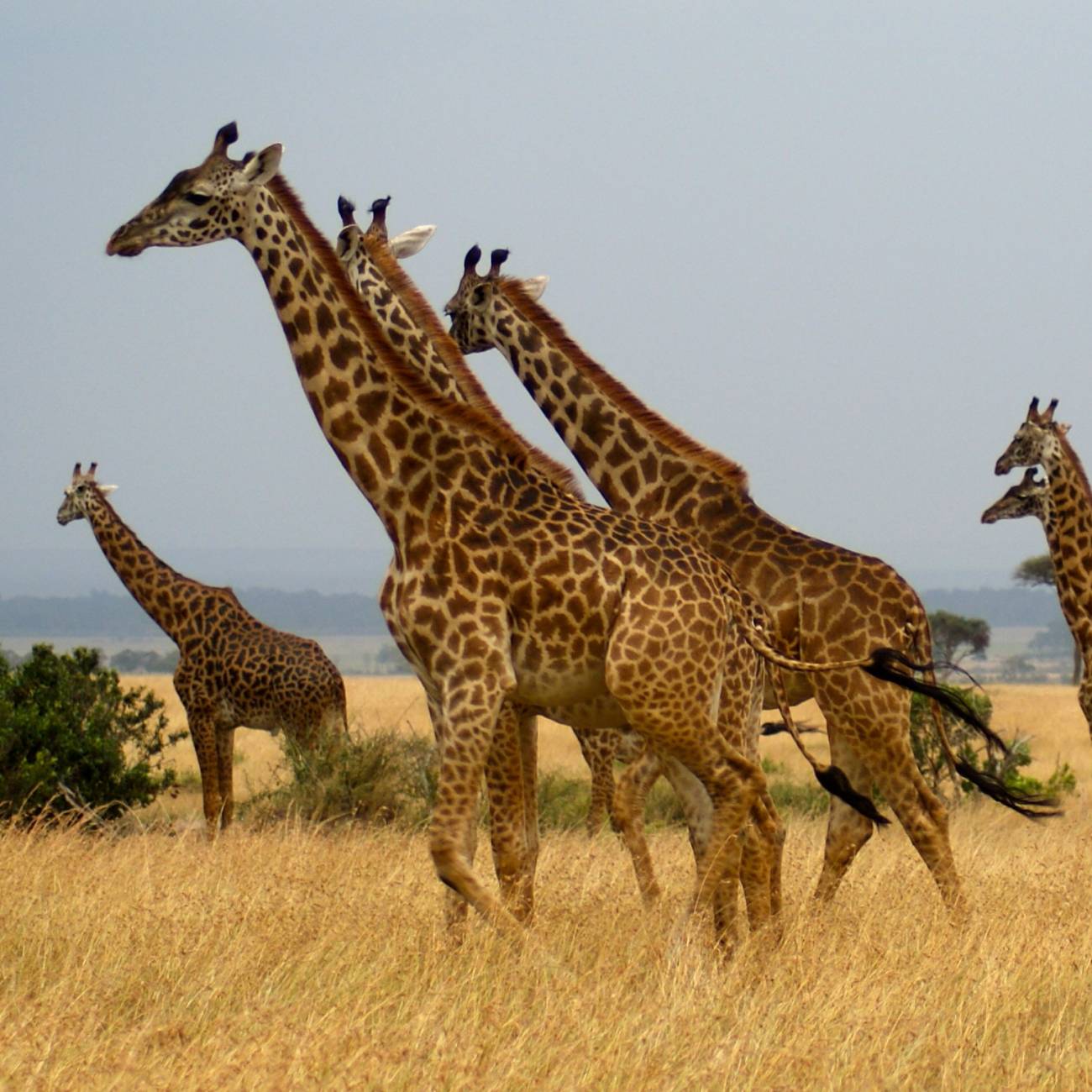 Jirafas en la sabana de Kenia. / David Green-CSIC