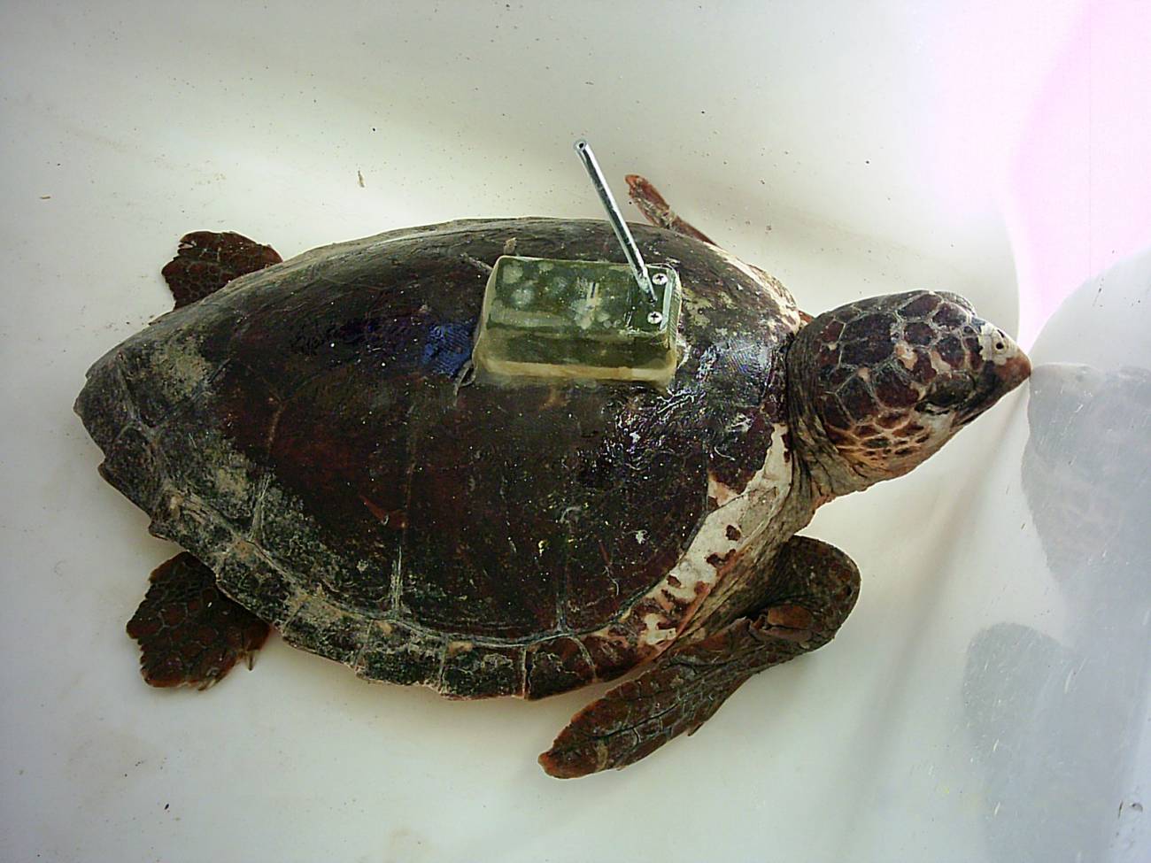 Fotografía de una tortuga boba (Caretta caretta) con un transmisor en el caparazón. Imagen: UB  