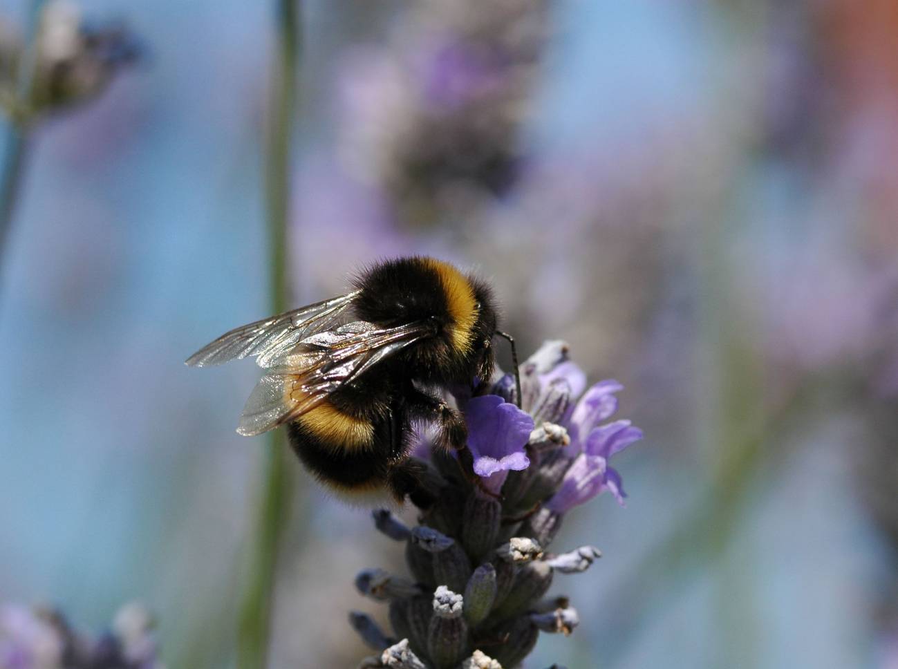 El uso extendido de pesticidas daña los abejorros (género Bombus) y las abejas (Apis mellifera). Imagen: Science/AAAS  