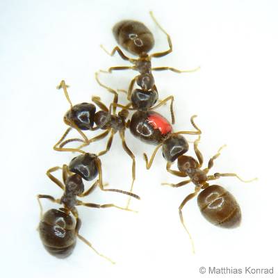 Ejemplares de la especie de hormigas Lasius neglectus. Imagen: Matthias Konrad.  